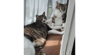 山形村　F様　ひめちゃんとよるくん（兄妹）