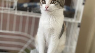 譲っていただいた猫が元気です