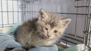 子猫を保護しました