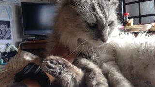 高齢者と猫