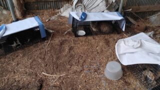 捕獲器助かっています