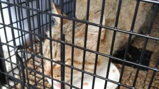 のら母猫は大変