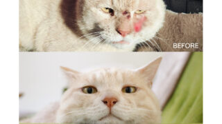 保護猫ビフォーアフター展ご来場ありがとうございました。