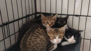 子猫がたくさん