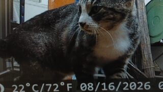 外猫食堂で元気