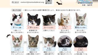 10月４日(日)　保護猫譲渡会