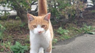 NNN(ねこねこネットワーク)