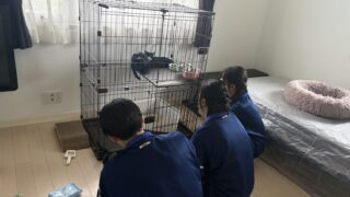 高校生ボランティアが猫のお世話をしてくれました！